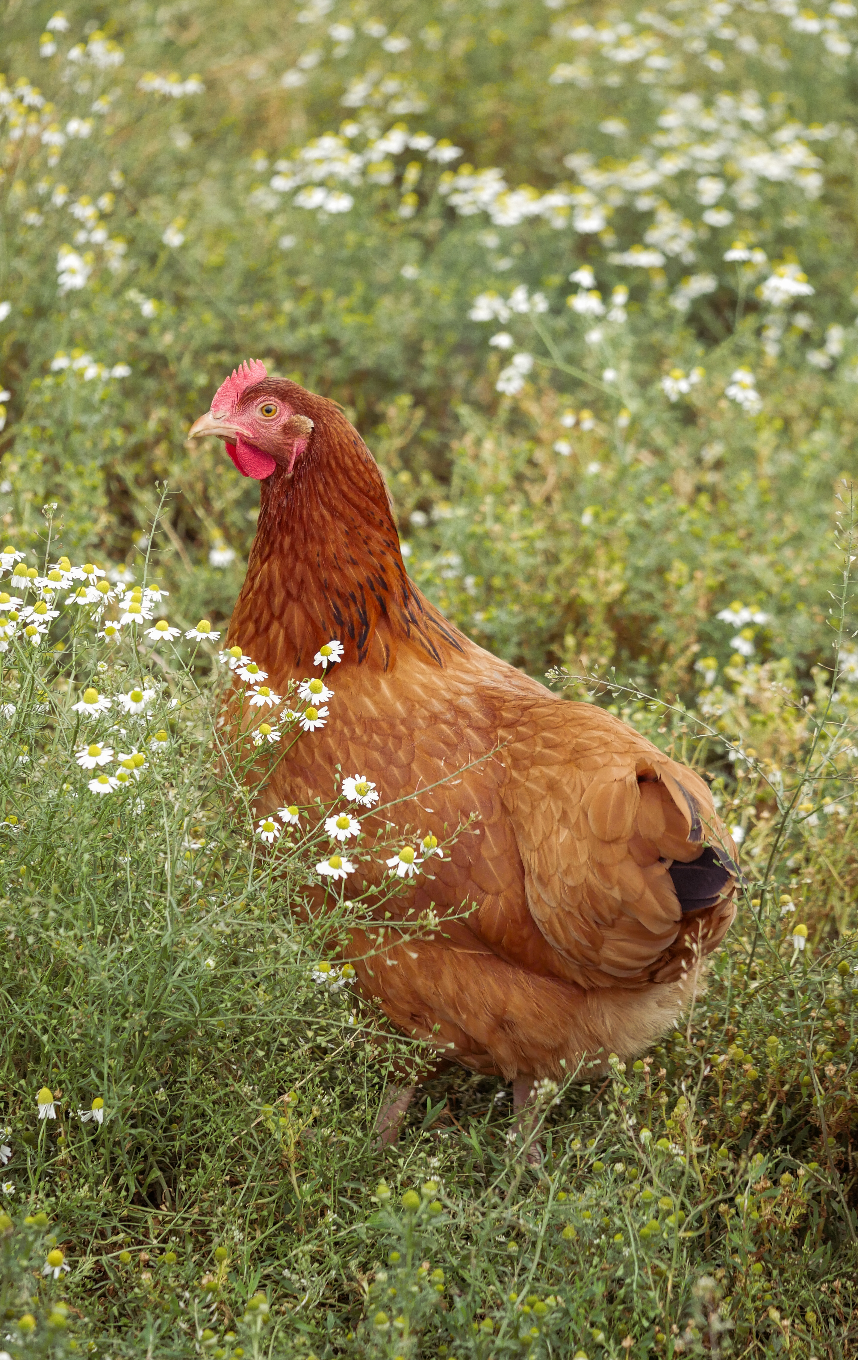 Zdjęcie gospodarstwa – Nasza Farma
