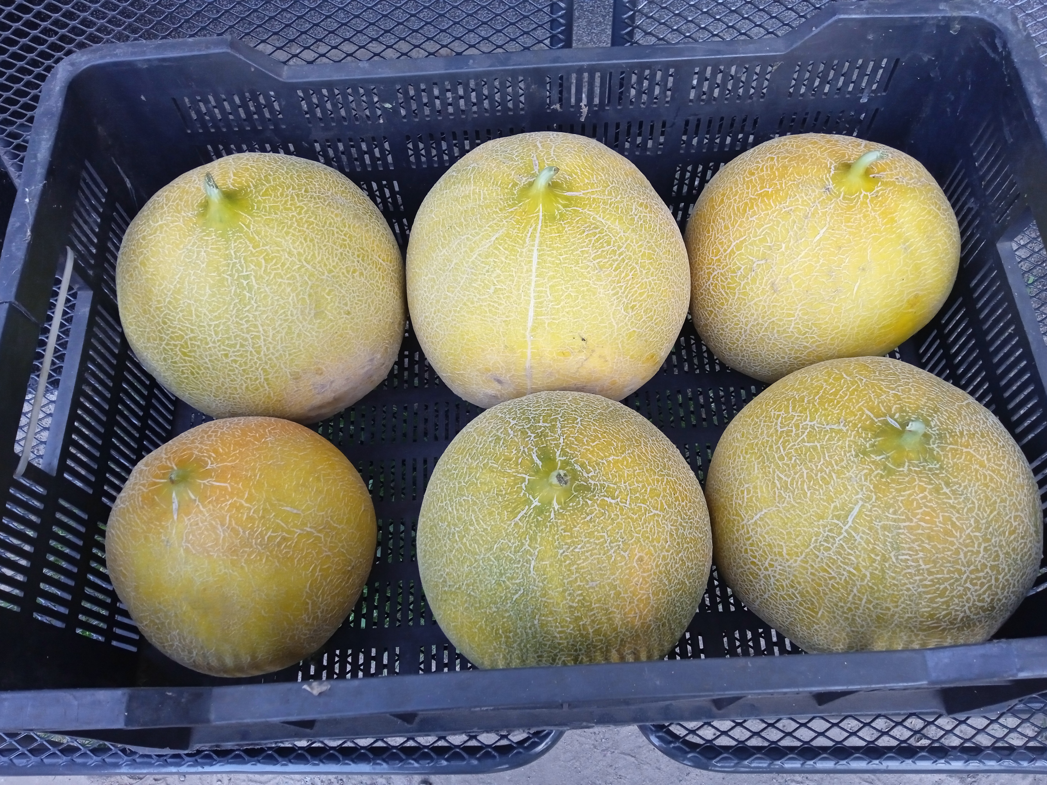 Zdjęcie gospodarstwa – Sprzedam melona- Galia