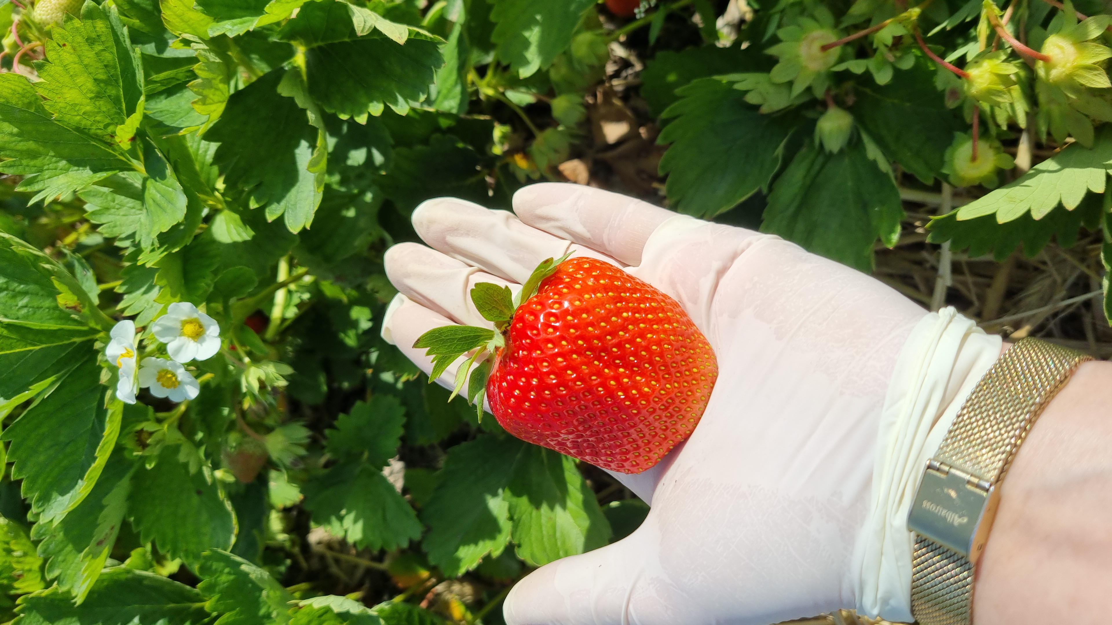 Zdjęcie gospodarstwa – Truskawki bez pestycydów