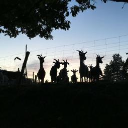 Zdjęcie gospodarstwa – Sery Kozie z Warmii