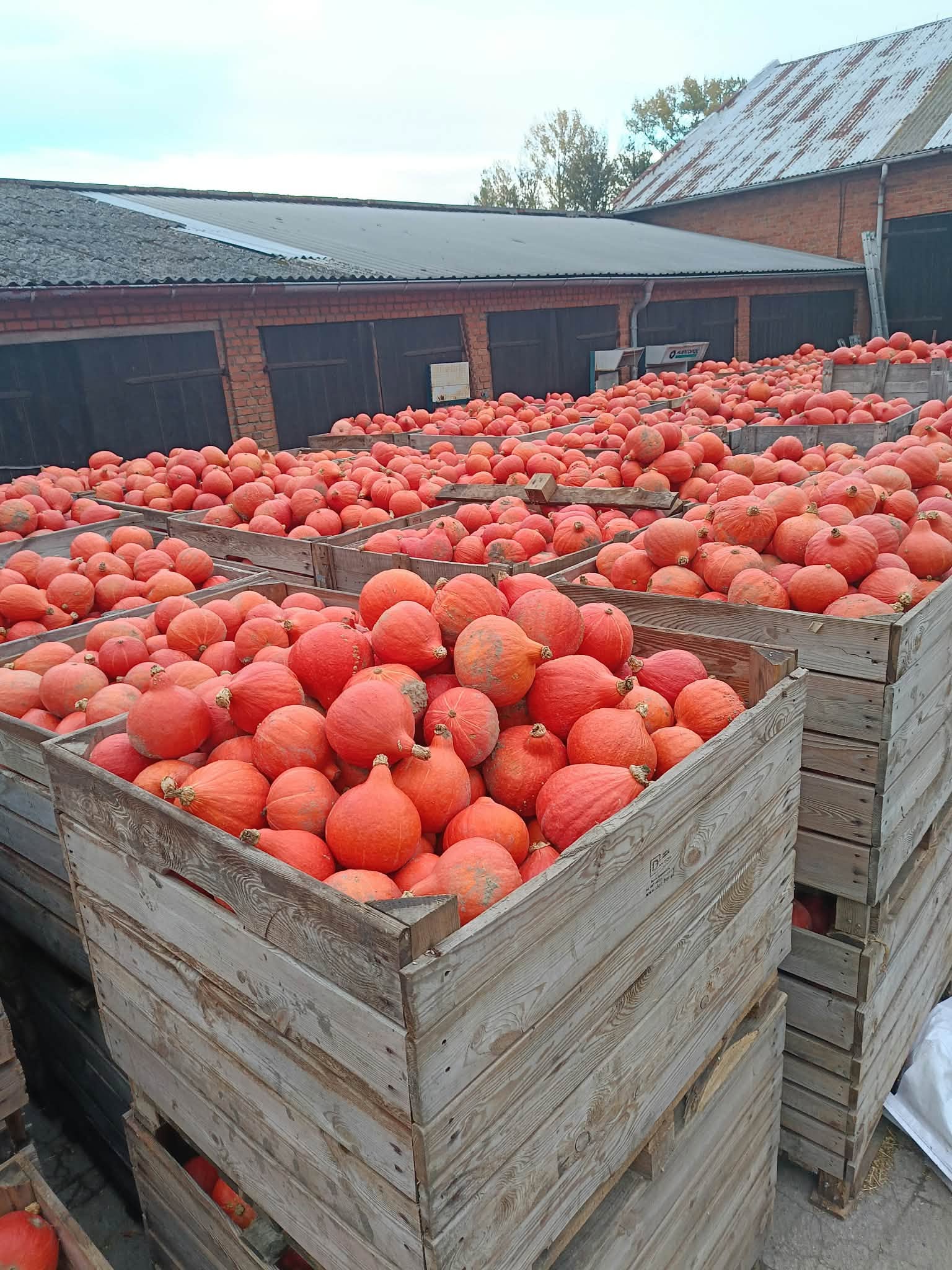 Sprzedam dynię Hokkaido- do 50 ton / Prosto od rolnika / Kaliber 1-2 kg / Rozdrażew, pow. Krotoszyński / Wielkopolska